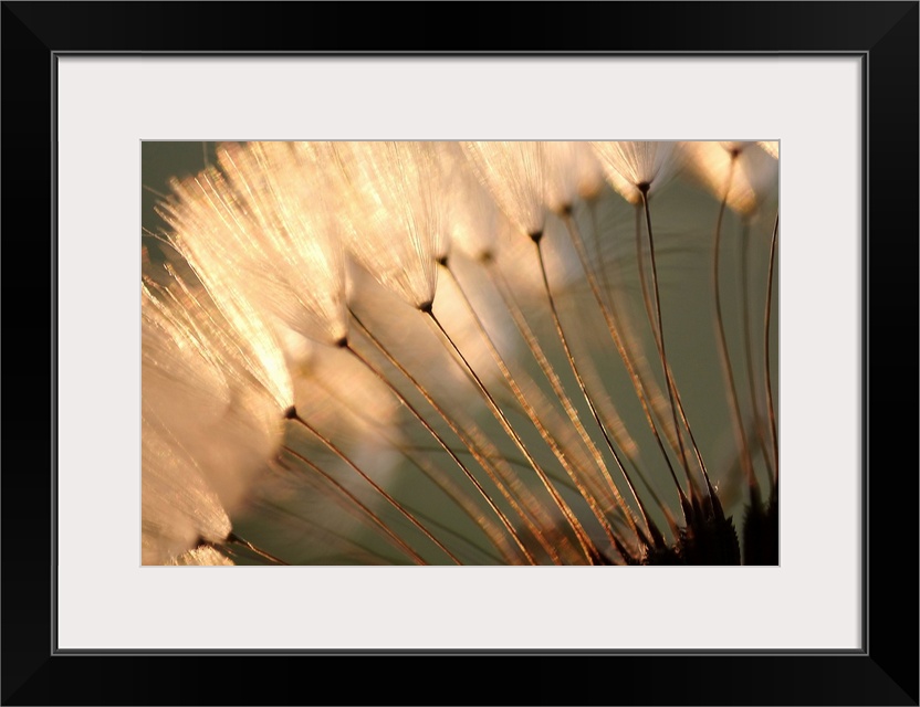 Landscape close up photograph of white, fluffy dandelion seeds at sunset.