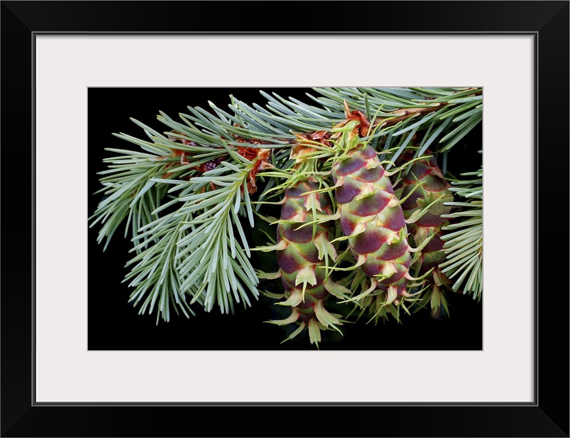 Giant, landscape, close up photograph of an evergreen branch with several pinecone seedlings at the end of the branch, on ...