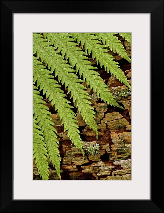 The leaves of a fern plant are photographed resting against moss covered bark.