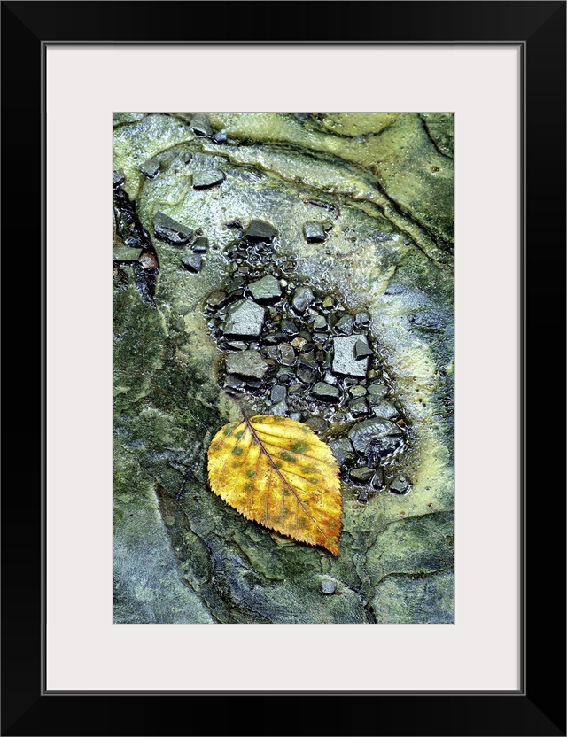 Portrait, close up photograph of a golden leaf surrounded by small rocks in a stream.