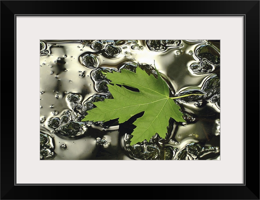 Giant photograph centers on an isolated leaf sitting on a small pool of water littered with bubbles of various sizes.