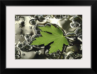 Green Maple Floating on Silver Puddle