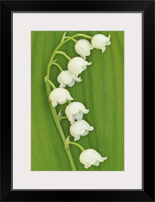 Seven lily flowers are shown on a thin stem against a lined background creating a rough texture.
