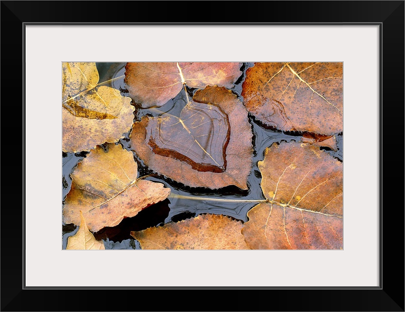 Large photograph focuses on a few Fall leaves sitting quietly on the top of a body of water.