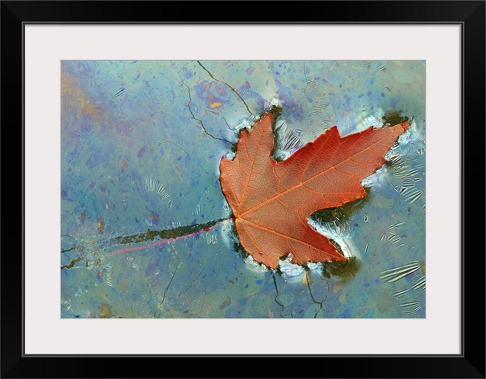 A single fallen leaf in autumn floating on the surface of a pond, the oily properties of the water creating a false cracke...