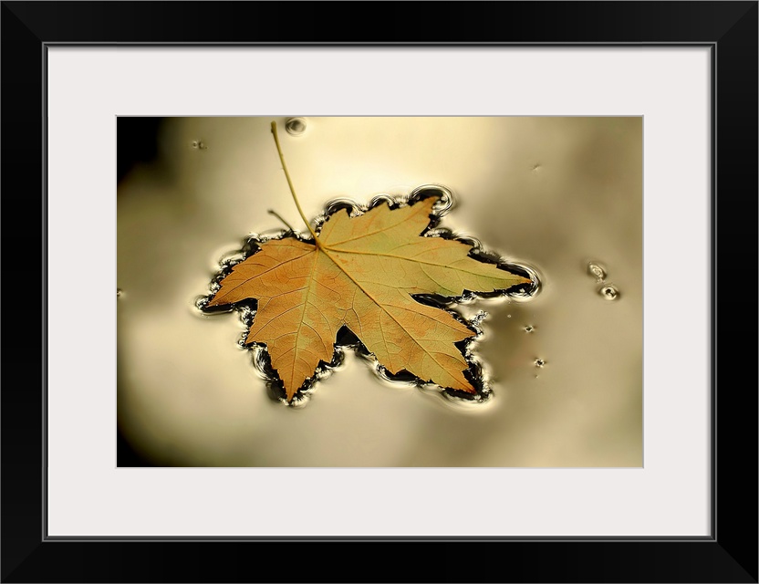 This horizontal photograph captures a still moment of nature in this wall art for the home or office.