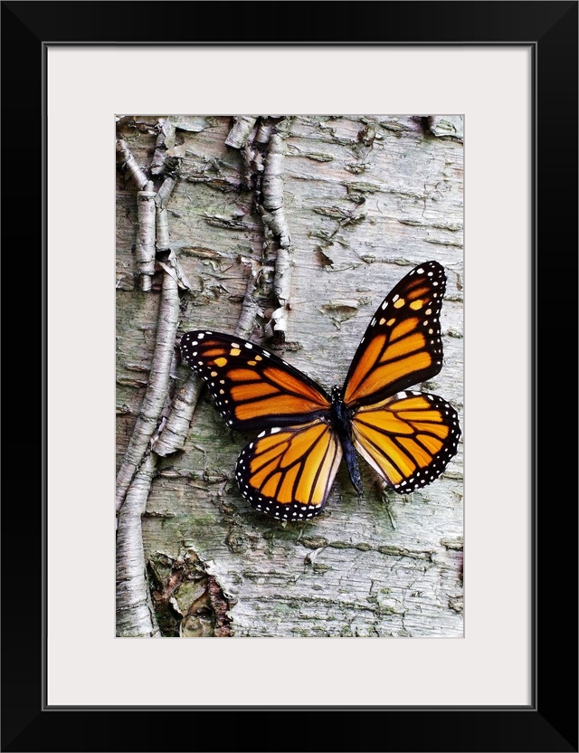 Giant photograph showcases a lone butterfly sitting against the roughly textured bark of a tree.