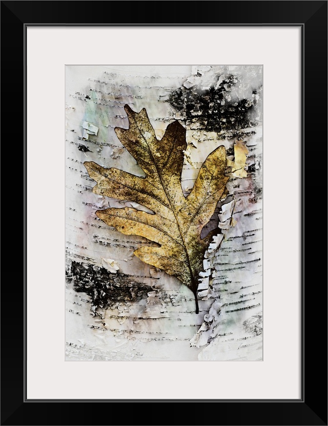 An artistic photograph of an oak leaf on a bark peeling birch.