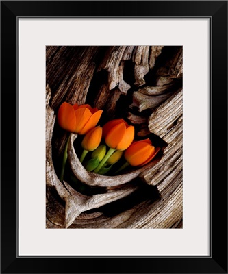 Orange Tulips Displayed in Tree Trunk