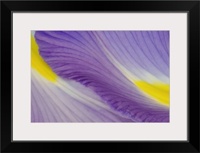 Purple and Yellow Iris Petal Detail