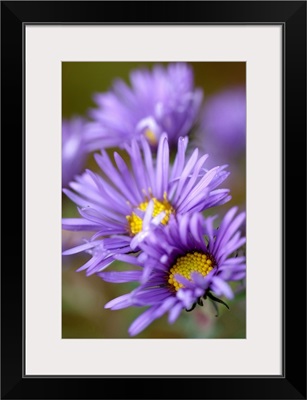 Purple Aster Blossoms