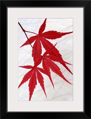 Red Japanese Maple on White