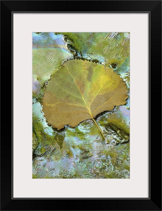 This is a vertical photograph of a leaf resting on the surface of a frozen pond.