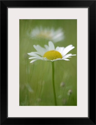 Single White Petal Daisy in Field of Green