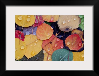 Veritable Bounty of Fall Leaves After Rain