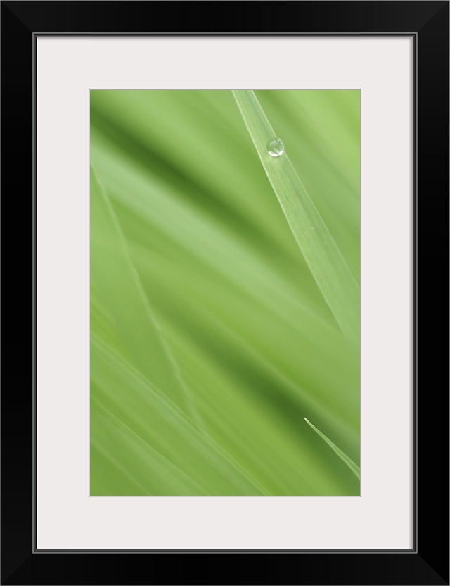 Vertical photo print of a bead of water on a blade of grass.