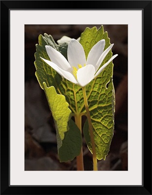 White Bloodroot Flower Sheltered by Green Leaf