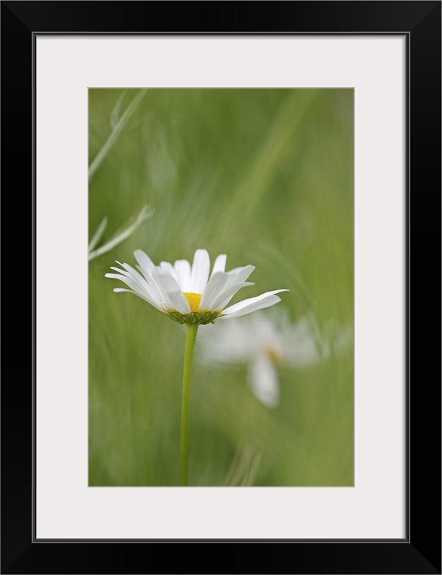 Close up photo of a single white daisy in a blurred green field of grass.