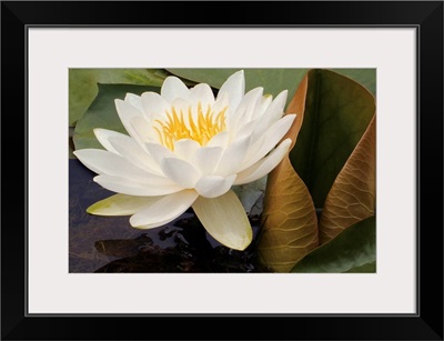 White Waterlily with Green Lilypads