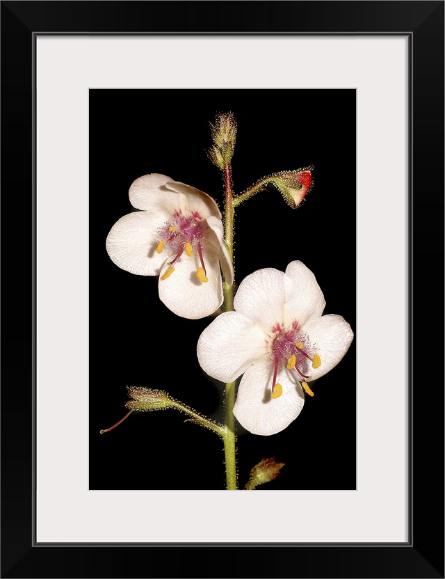 Portrait, close up photograph of two wild flowers in bloom on a single stem with several other buds, on a solid black back...