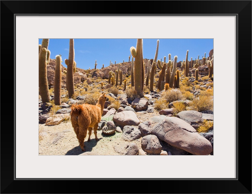 A llama in Cactus Island, in the middle of the Salar de Uyuni salt pan.