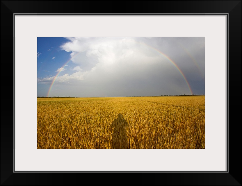 A man's shadow on a wheat field with a rainbow behind a passing storm.