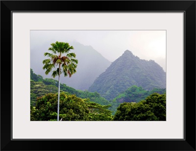 A palm tree and lush vegetation in a mountainous tropical rain forest