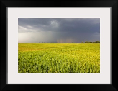A thunderstorm with dark clouds rolls over a sunlit wheat field