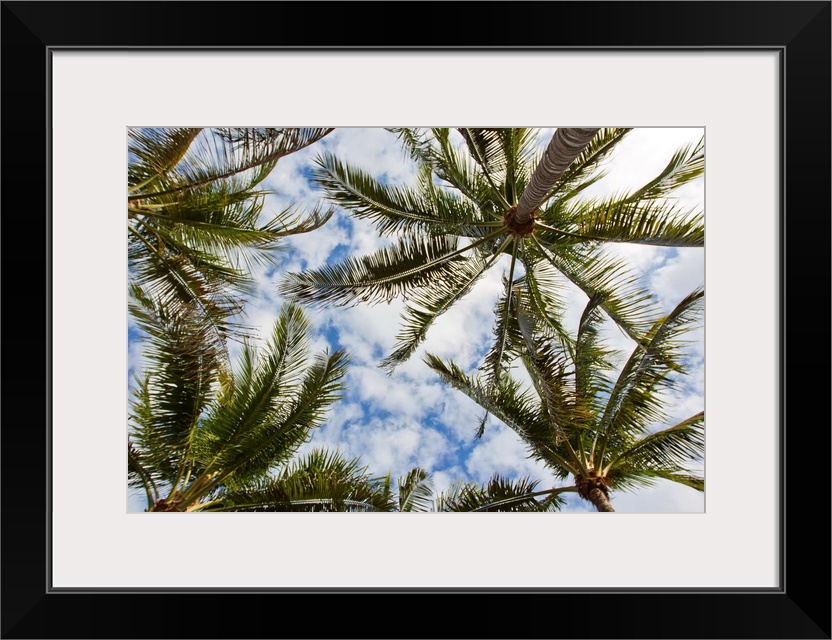 Looking up into the crown of palm trees, against a cloud-filled sky.