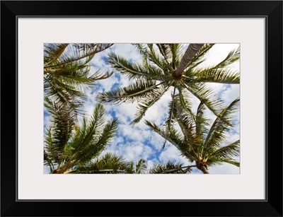 Looking up into the crown of palm trees, against a cloud-filled sky
