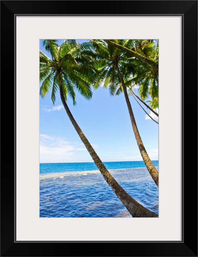 Tall and skinny palm trees line the coast of Tahiti in the French Polynesian islands.