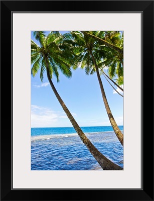 Tall, thin palm trees leaning seaward from a tropical beach