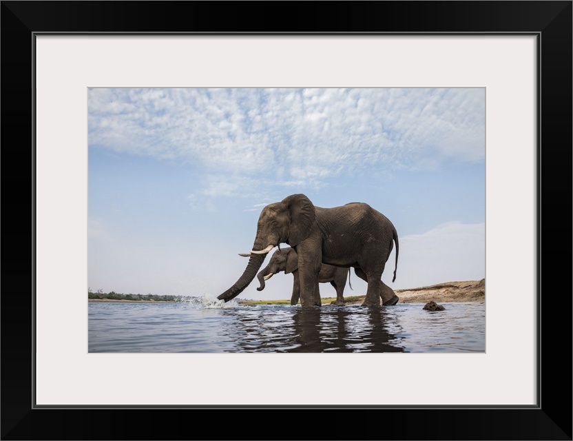 African Elephant (Loxodonta africana) bulls drinking, Botswana.