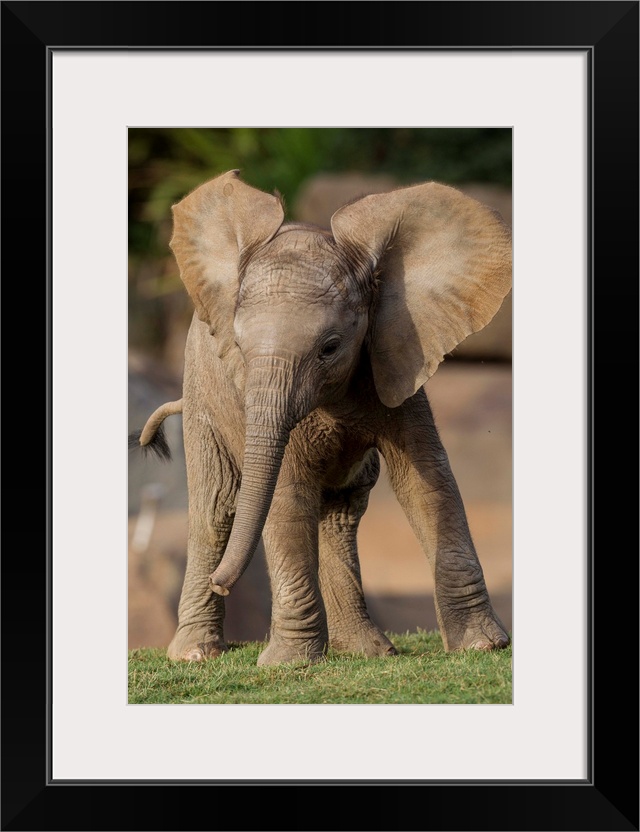 African Elephant calf displaying, native to Africa