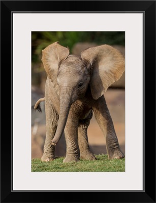 African Elephant calf displaying, native to Africa