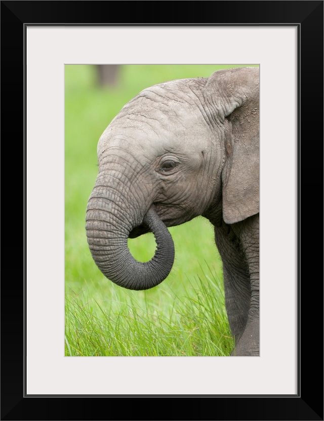 African Elephant calf grazing, Ol Pejeta Conservancy, Kenya