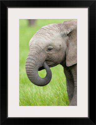 African Elephant calf grazing, Ol Pejeta Conservancy, Kenya