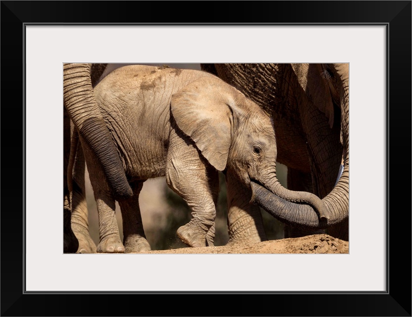 African Elephant females tending to calf, native to Africa