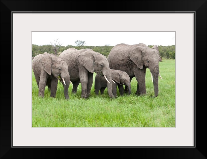 African Elephant group grazing, Ol Pejeta Conservancy, Kenya