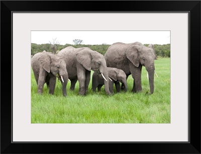 African Elephant group grazing, Ol Pejeta Conservancy, Kenya