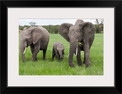 African Elephant group grazing, Ol Pejeta Conservancy, Kenya