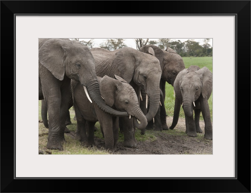 African Elephant herd grazing, Ol Pejeta Conservancy, Kenya