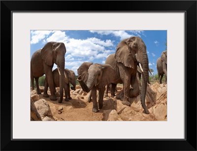 African Elephant herd, Mpala Research Centre, Kenya