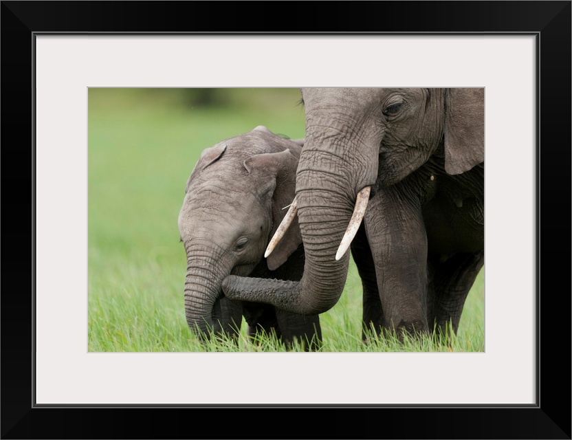 African Elephant juvenile and calf, Ol Pejeta Conservancy, Kenya