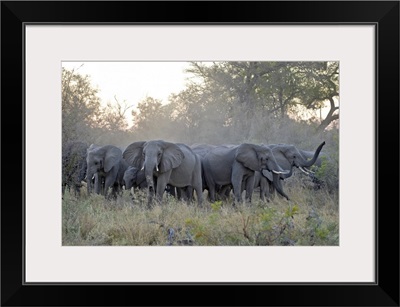 African Elephant (Loxodonta africana) herd gathering, Okavango Delta, Botswana