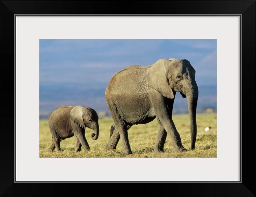 African Elephant (Loxodonta africana) mother leading calf, Kenya