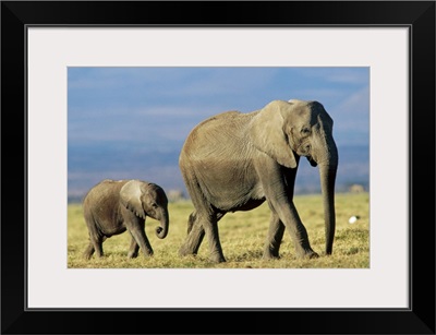 African Elephant (Loxodonta africana) mother leading calf, Kenya