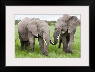 African Elephant pair grazing, Ol Pejeta Conservancy, Kenya