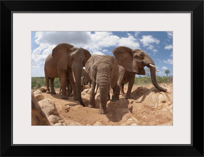 African Elephant trio, Mpala Research Centre, Kenya