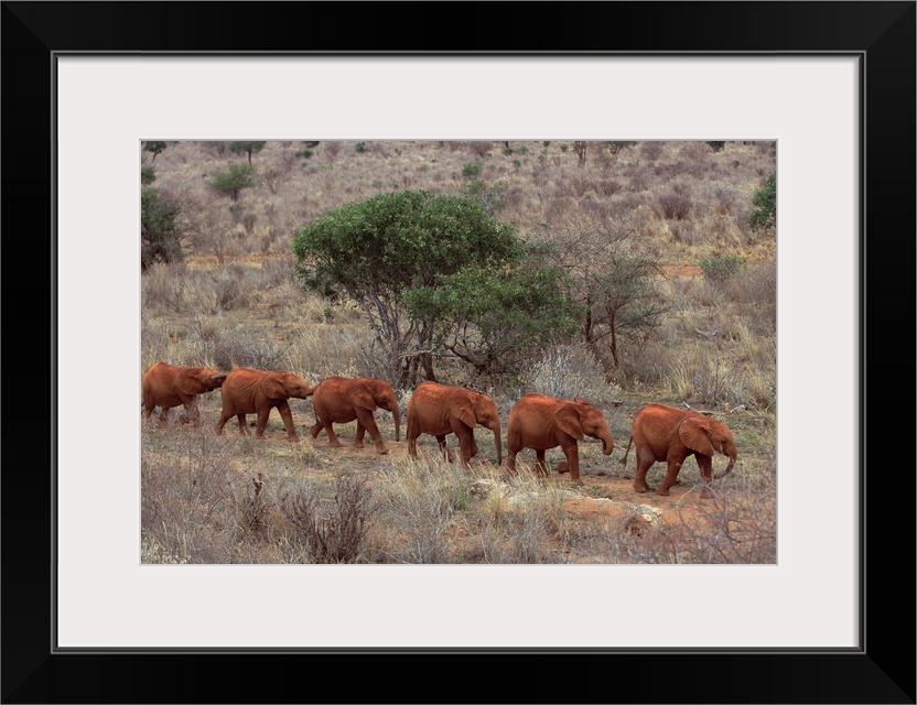 African Elephant (Loxodonta africana) young orphans walking in a line to stockade, David Sheldrick Wildlife Trust, Tsavo E...